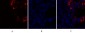 Caspase-8 Polyclonal Antibody